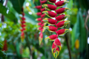 Tropische Pflanze im Dschungel Costa Ricas