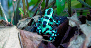 Naturparadies Costa Rica – Tiere und Pflanzen
