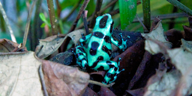 Pfeilgiftfrosch im Regenwald von Costa Rica