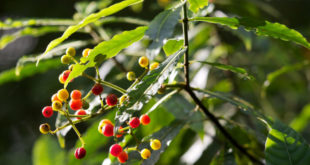 Kaffeepflanze in Costa Rica