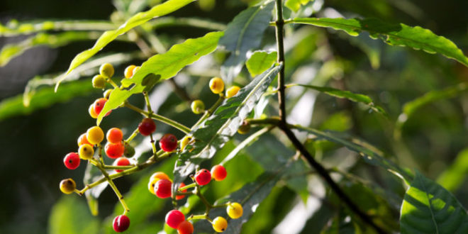 Kaffeepflanze in Costa Rica