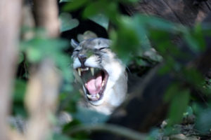 Puma im tropischen Wald von Costa Rica