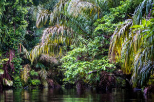 Costa Rica: Üppige Natur im Tortuguero National Park