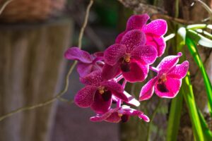 Die Tier- und Pflanzenwelt Costa Ricas ist vielfältig. Darunter befinden sich mehr als 1.000 Orchideenarten.